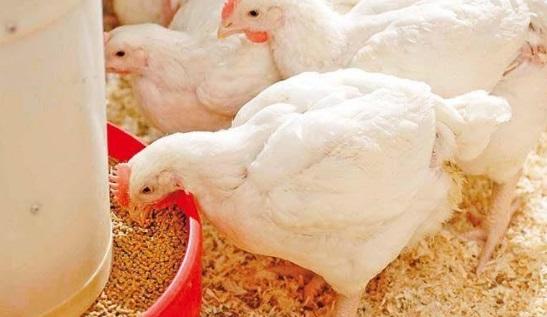 Importancia de la protección del hígado en la producción de pollos de engorde - Image 2