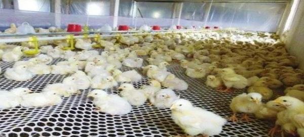 Precauciones y soluciones para el inicio de la cría de pollos de engorde - Image 1