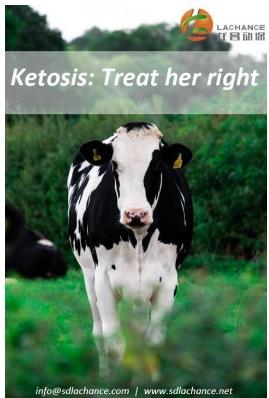 ¿Por qué la salud del hígado es un requisito previo para resolver la cetosis de las vacas lecheras? - Image 1