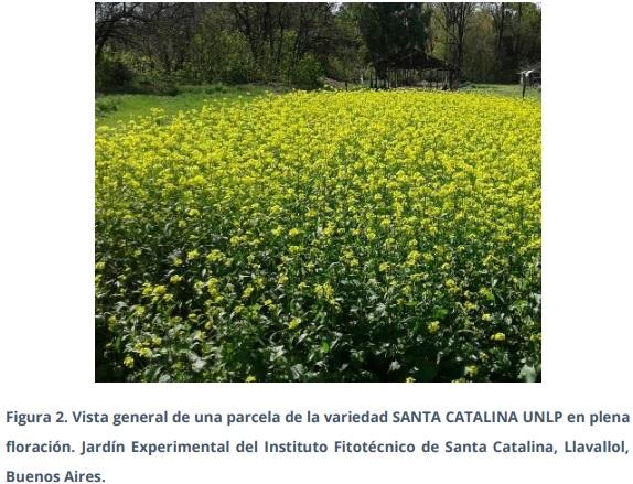Obtención de la primera variedad argentina de mostaza india: SANTA CATALINA UNLP, para su utilización como biofumigante - Image 4