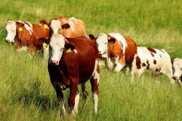 El ganado vacuno gana más de tres libras al día, ¿cómo lo hacen los ganaderos? - Image 1