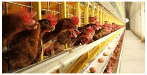 No desperdicie dinero en aglutinante de toxinas para la protección hepática de las gallinas - Image 1