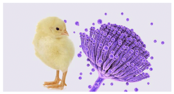 No desperdicie dinero en aglutinante de toxinas para la protección hepática de las gallinas - Image 2