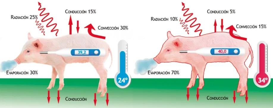 Estrés por calor en porcino: cómo mantener los rendimientos productivos de las cerdas - Image 1