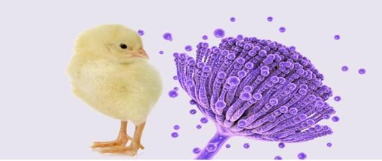 Efectos de las endotoxinas en la fisiopatología de los pollos - Image 1