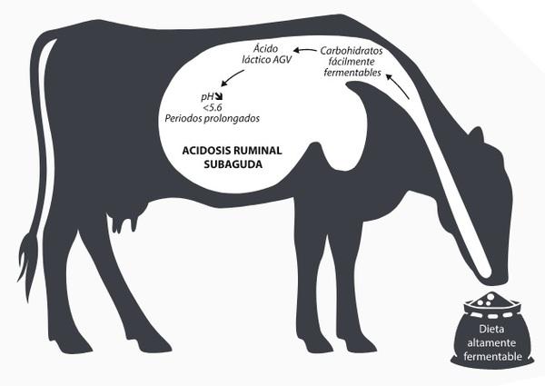 Endotoxinas y SARA en las vacas lecheras – Un círculo vicioso - Image 1