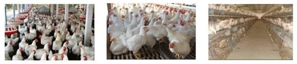 La situación reproductiva actual de los pollos de engorde