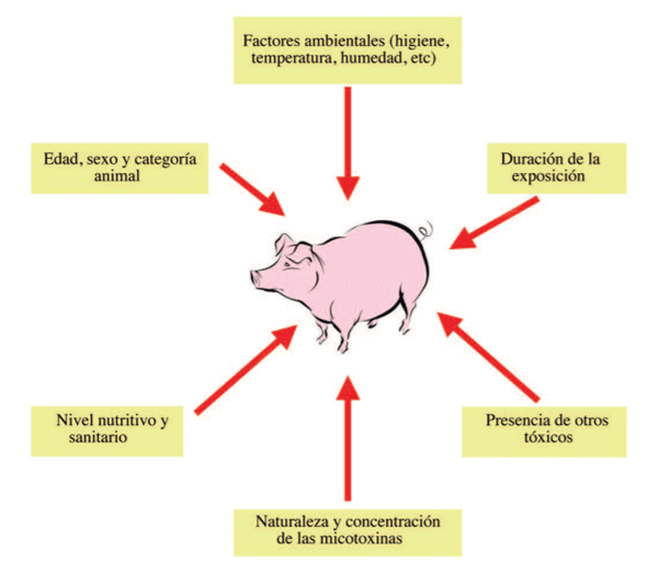Figura 1: Factores que influyen en la intensidad de las micotoxicosis