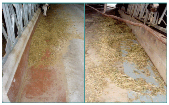 Figuras 2 a y 2 b. Recubrimientos del suelo del comedero para evitar la corrosión del hormigón