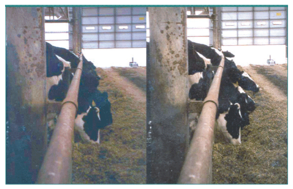 Figura 19. Las vacas empujan con fuerza la cornadiza cuando no alcanzan bien al alimento (Grant, 2004)