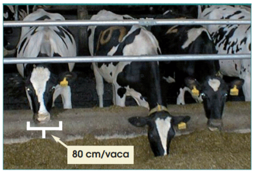 Figura 9. Espacio disponible por animal en comederos con barra fija delimitadora (Weary, 2004)