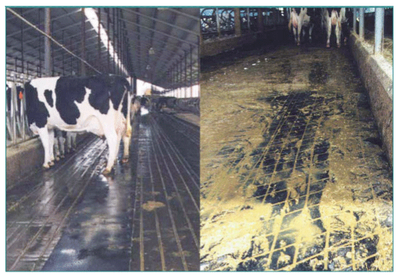 Figura 23. Las alfombras de caucho en el pasillo de alimenta-ción parecen mejorar el estado de las pezuñas (Grant, 2004)