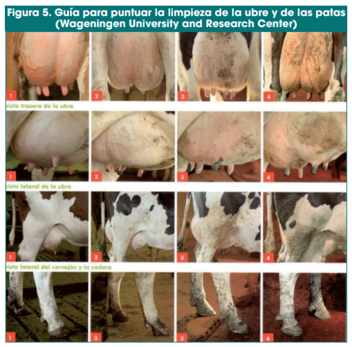 Figura 5. Guía para puntuar la limpieza de la ubre y de las patas (Wageningen University and Research Center)