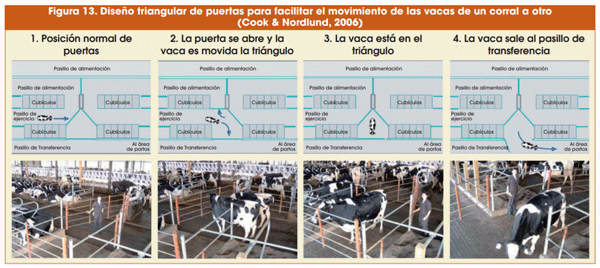 Figura 13. Diseño triangular de puertas para facilitar el movimiento de las vacas de un corral a otro (Cook & Nordlund, 2006)