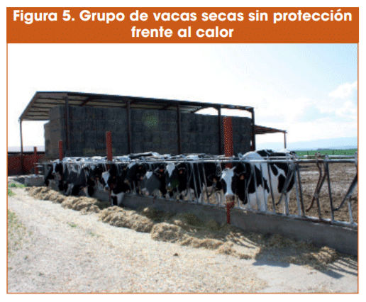 Figura 5. Grupo de vacas secas sin protección frente al calor