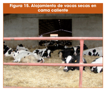 Figura 15. Alojamiento de vacas secas en cama caliente