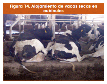 Figura 14. Alojamiento de vacas secas en cubículos