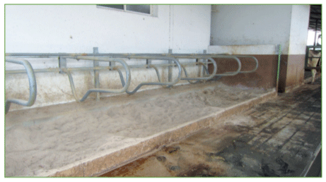 Figura 2. El correcto diseño y adecuado mantenimiento del cubículos son fundamentales para el bienestar de la vaca