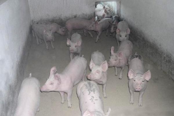 Efecto del zinc en la alimentación porcina - Image 4