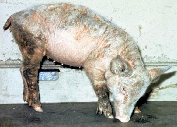 Efecto del zinc en la alimentación porcina - Image 6
