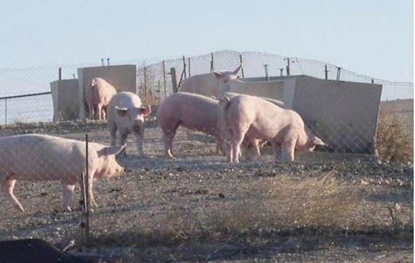 Efecto del zinc en la alimentación porcina - Image 3