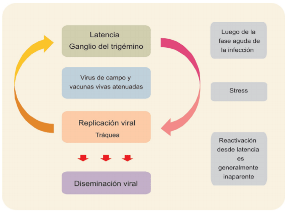 Figura 2: Esquema de replicación viral, latencia y diseminación.