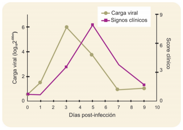 Figura 1: Infección experimental de ILTV. El gráfico muestra la dinámica de signos clínicos (scores) y carga viral. Es evidente el aumento de carga viral (la cual es un marcador de replicación viral) previo a la aparición de signos clínicos.