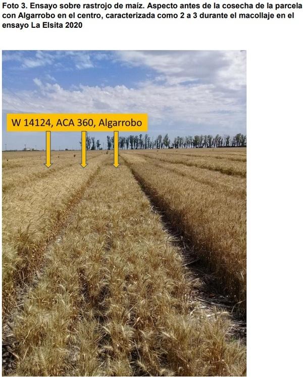 Evaluación de cultivares de trigo sobre rastrojo de maíz - Image 4