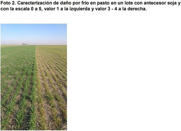 Evaluación de cultivares de trigo sobre rastrojo de maíz - Image 3