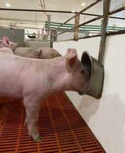 Bebederos tipo chupete vs cazoletas: ¿Usamos de forma eficiente el agua en producción de cerdos? - Image 2