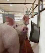 Bebederos tipo chupete vs cazoletas: ¿Usamos de forma eficiente el agua en producción de cerdos? - Image 1