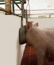 Bebederos tipo chupete vs cazoletas: ¿Usamos de forma eficiente el agua en producción de cerdos? - Image 3