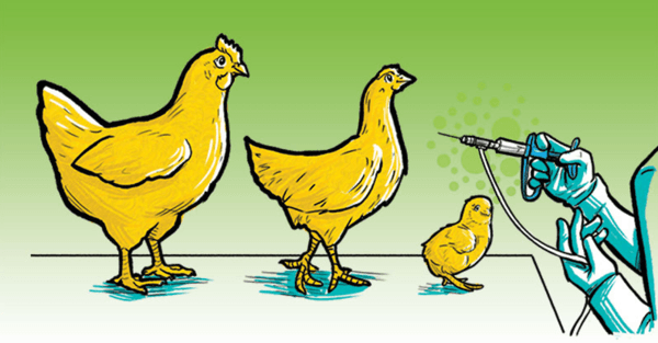 Vacunación: medida eficaz contra la tifoidea aviar - Image 1