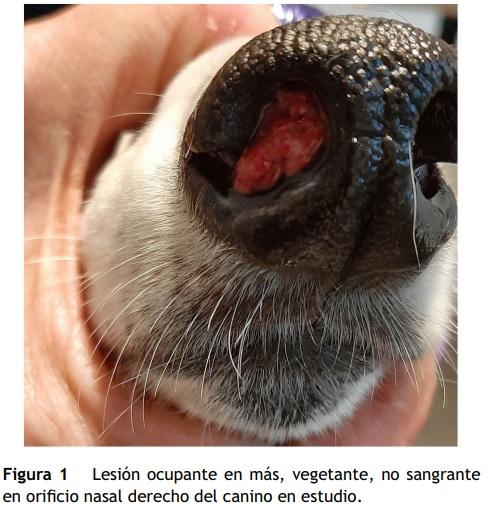 Rinosporidiosis por Rhinosporidium seeberi en un canino de Argentina - Image 1