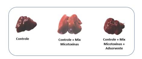 ¿Cuáles son los puntos clave a la hora de elegir un adsorbente de micotoxinas? - Image 1