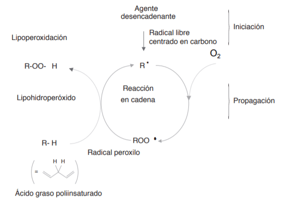 Figura N.11 Lipoperoxidacion iniciada por la abstracción de hidrógenos, lo que genera un radical libre centrado en el carbono[31].