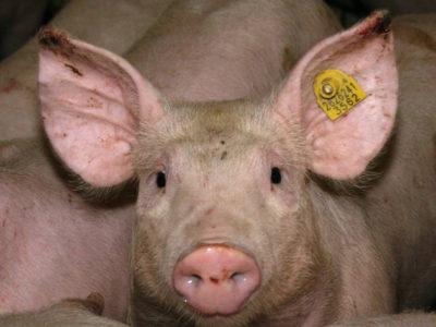 Necrosis de la oreja en cerdos: un problema multifactorial - Image 1