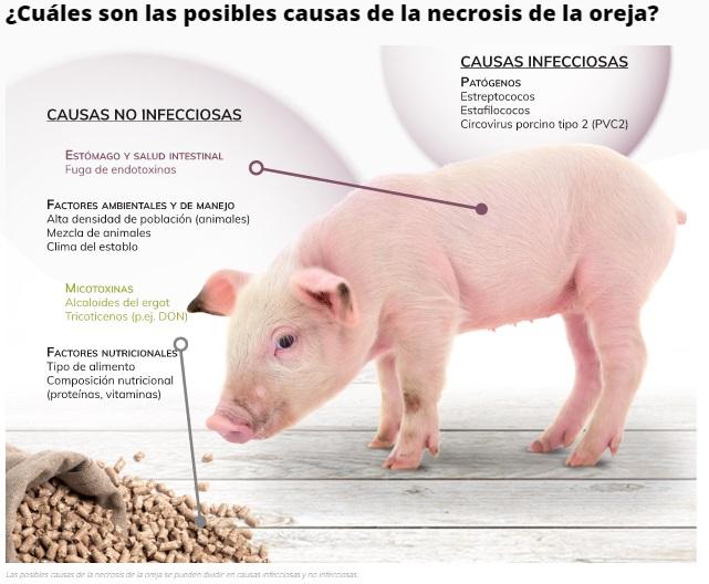 Necrosis de la oreja en cerdos: un problema multifactorial - Image 2
