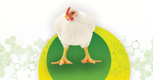 3 aspectos a tener en cuenta al elegir un probiótico para aves - Image 1