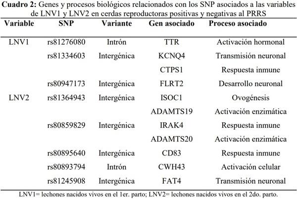 Polimorfismos asociados con el número de lechones nacidos vivos en cerdas infectadas con el virus del PRRS en el sur de Sonora México - Image 3
