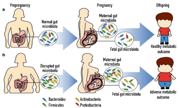 Microbiota y salud intestinal en porcino - Image 4