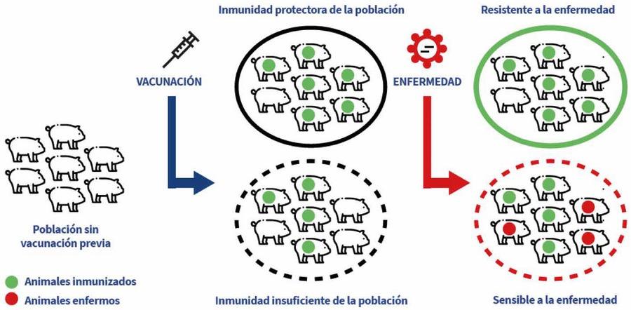Erisipela porcina: diagnóstico, inmunidad y protección cruzada - Image 1