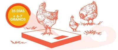 Manual de pollo de engorde - Image 9