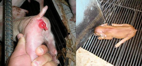 Efectos patológicos en cerdos relacionados con Zearalenona - Image 5