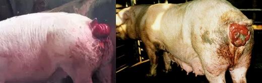 Efectos patológicos en cerdos relacionados con Zearalenona - Image 1