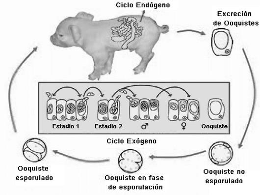 Enfermedades Intestinales: presencia de Isospora Suis en cerdos adultos - Image 1