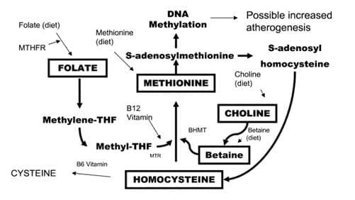 Clorhidrato de Betaína: Un Nutriente Esencial en la Nutrición Avícola - Image 1