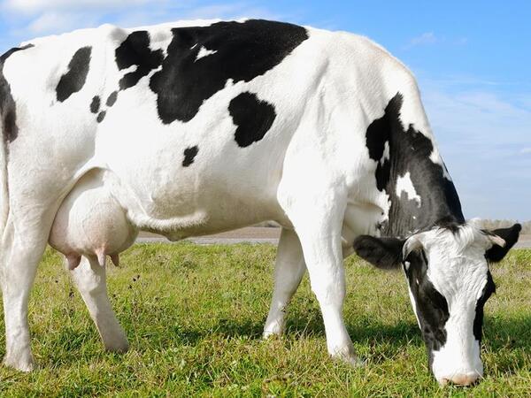 Mejora de la eficiencia reproductiva de vacas lecheras suplementadas con ácidos grasos omega-3 - Parte 2 - Image 1