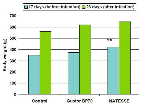 Efecto de Butirato Sódico protegido (Gustor BP70) y su combinación con aceites esenciales (Natesse) en modelo de infección artificial para provocar Enteritis Necrótica en Broilers - Image 4