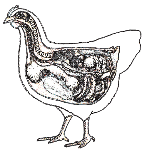 salud intestinal en pollos